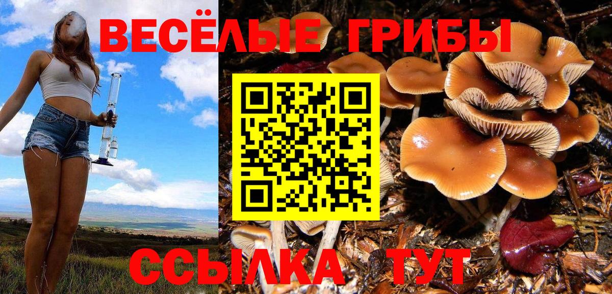 Галлюциногенные грибы Psilocybe  Галлюциногенные грибы прущие грибы  Вход с VPN  Кудымкар 